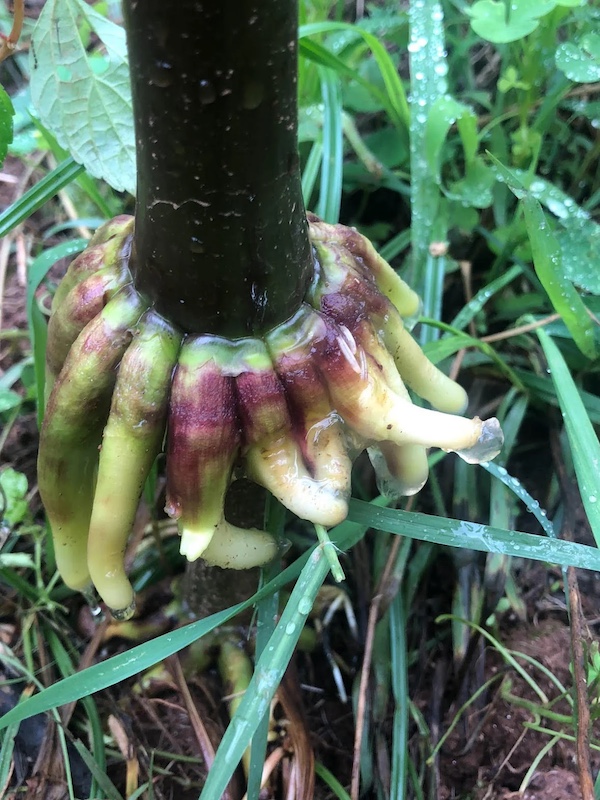 a thick corn stalk with a ring of red to green aerial roots which are covered in a thick tranlucent mucilage